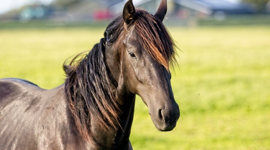 cheval alezan