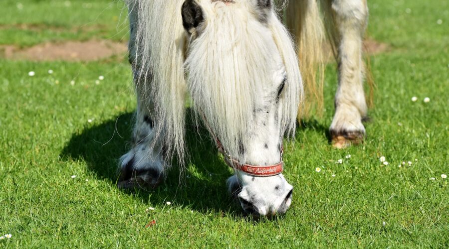 cheval miniature américain