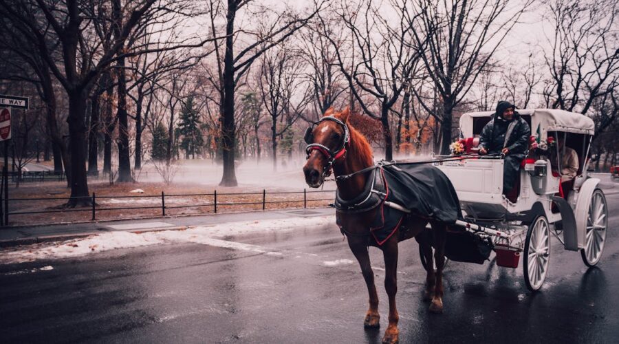découvrez les meilleures pratiques de gestion équine en hiver pour assurer le bien-être de vos chevaux. apprenez à gérer leur alimentation, leur santé et leur abri durant les mois froids afin de garantir leur confort et leur performance.