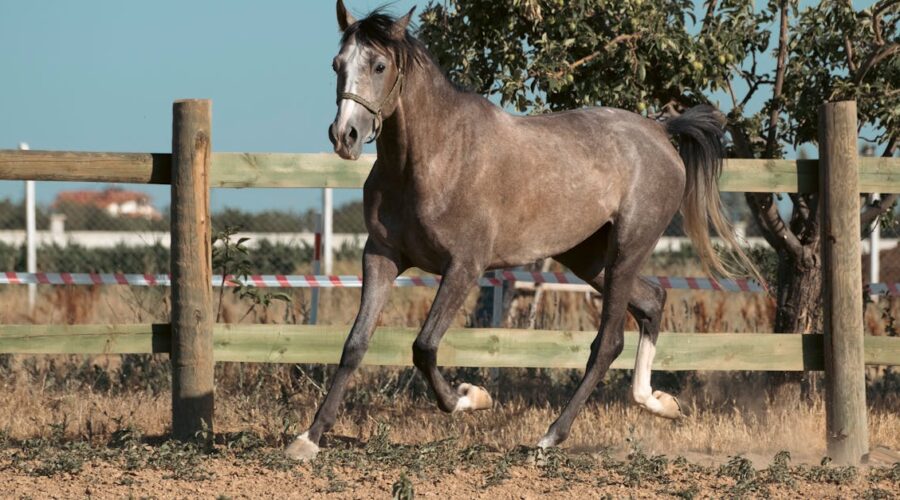 découvrez l'importance de l'alignement équin pour améliorer la performance et le bien-être de votre cheval. apprenez des techniques efficaces pour favoriser un corps sain et équilibré, tout en renforçant la connexion entre vous et votre compagnon équin.