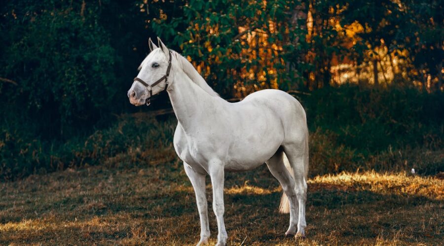 découvrez le merveilleux art du canter, une discipline équestre alliant élégance et puissance. apprenez les techniques essentielles, explorez les bienfaits du canter pour le bien-être des chevaux et plongez dans cette expérience unique qui ravira à la fois cavaliers et passionnés d'équitation.