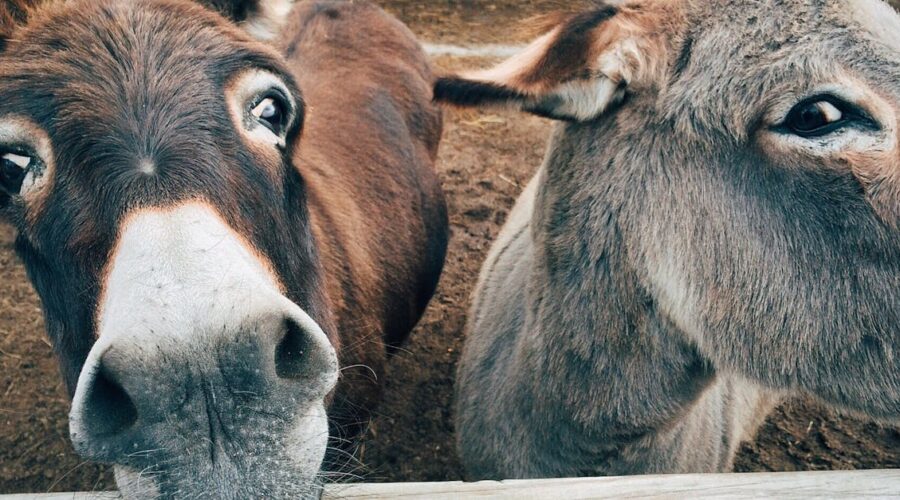 découvrez tout sur la rhinopneumonie équine, une maladie respiratoire grave chez les chevaux. apprenez à reconnaître les symptômes, les traitements disponibles et les mesures de prévention pour protéger votre équidé. informez-vous sur les enjeux de cette maladie afin de garantir la santé de vos chevaux.