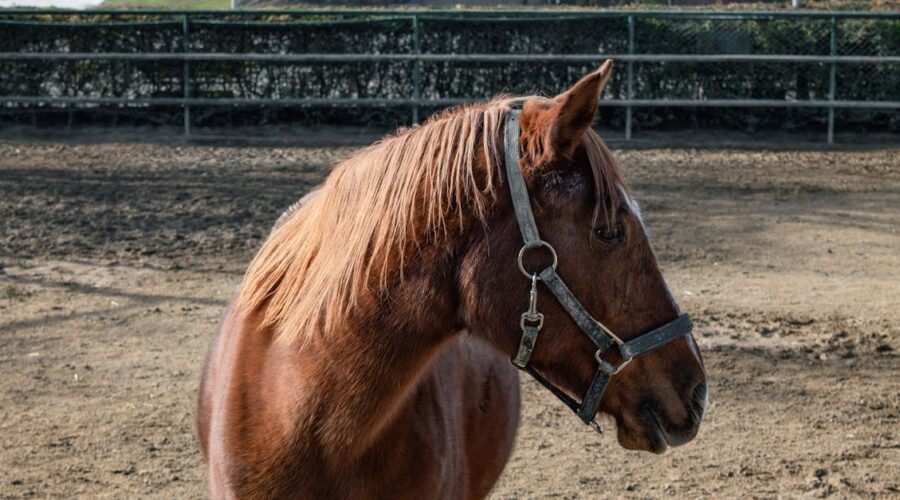 découvrez l'univers passionnant de l'équitation, où la connexion avec les chevaux et la maîtrise des techniques équestres s'allient pour une aventure inoubliable. que vous soyez débutant ou cavalier confirmé, plongez dans les différentes disciplines, les soins aux chevaux et les conseils pour améliorer vos performances.