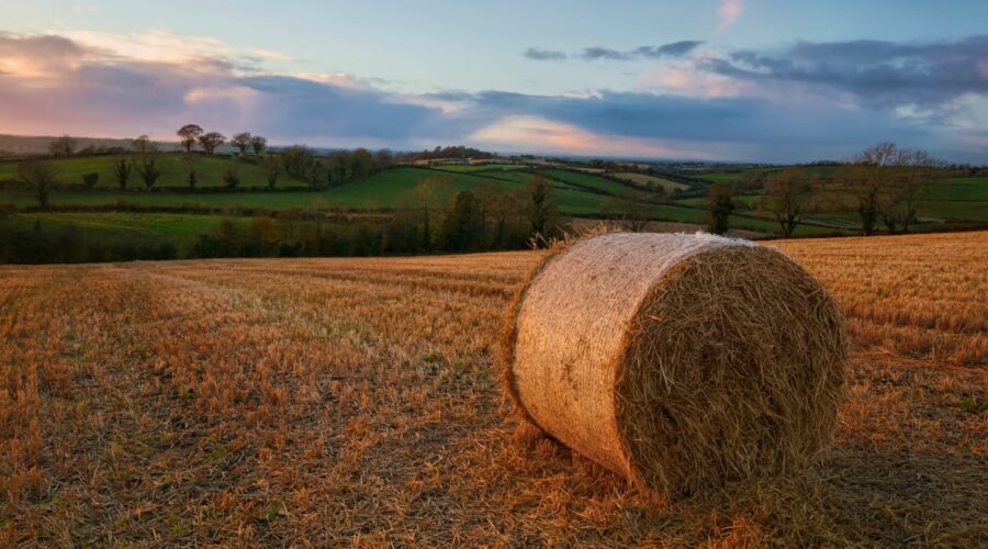 découvrez l'univers du foin : ses types, ses utilisations, et les bienfaits qu'il apporte aux animaux et à l'agriculture. plongez dans une lecture enrichissante sur cet incontournable des campagnes.