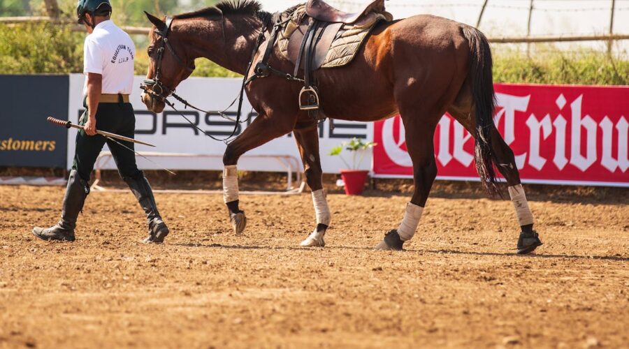 cheval de sport