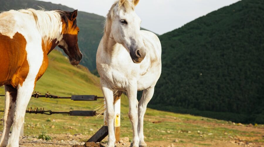 découvrez l'analyse de la foulée équine, une méthode essentielle pour évaluer la performance et la santé de votre cheval. améliorez sa locomotion, prévenez les blessures et optimisez son entraînement grâce à une compréhension approfondie de ses mouvements.