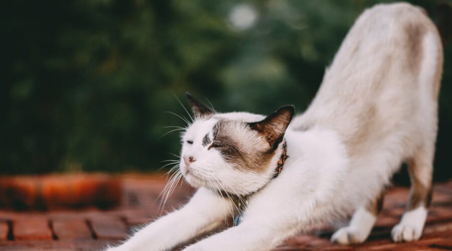 découvrez les bénéfices du stretching pour améliorer votre souplesse, prévenir les blessures et relaxer vos muscles. adoptez des routines simples et efficaces pour intégrer le stretching dans votre quotidien.