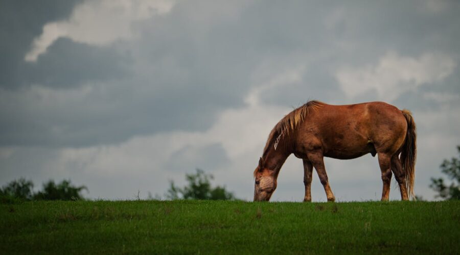 découvrez l'importance de la biomécanique équine, une discipline essentielle qui explore les mouvements et la physiologie des chevaux. apprenez comment cette science optimisée contribue à améliorer la performance, la santé et le bien-être des équidés.