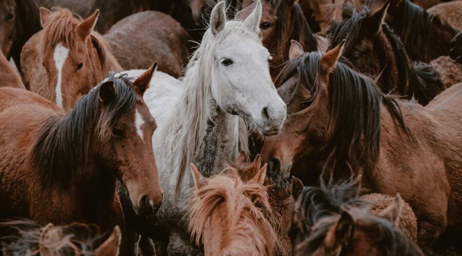 découvrez les comportements fascinants des chevaux, de leur communication à leurs interactions sociales. apprenez à comprendre votre cheval pour établir une relation harmonieuse et enrichissante.