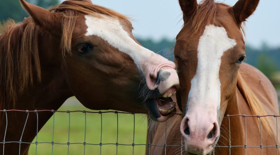 découvrez le comportement fascinant des chevaux, comprenant leur communication, leurs émotions et leurs interactions sociales. apprenez comment mieux comprendre ces animaux majestueux pour renforcer votre lien avec eux.
