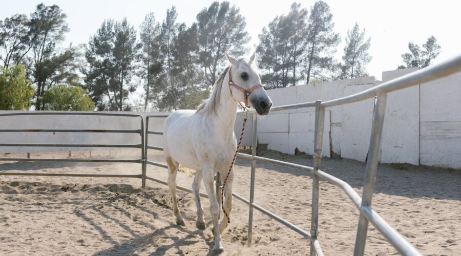 découvrez le trotting, une discipline passionnante qui combine le plaisir de la course à pied et l'équitation. que vous soyez débutant ou cavalier expérimenté, plongez dans l'univers du trot et améliorez vos performances tout en vous amusant. rejoignez la communauté des amateurs de trotting dès aujourd'hui !