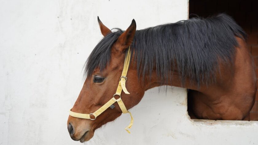 cheval douleur musculaire
