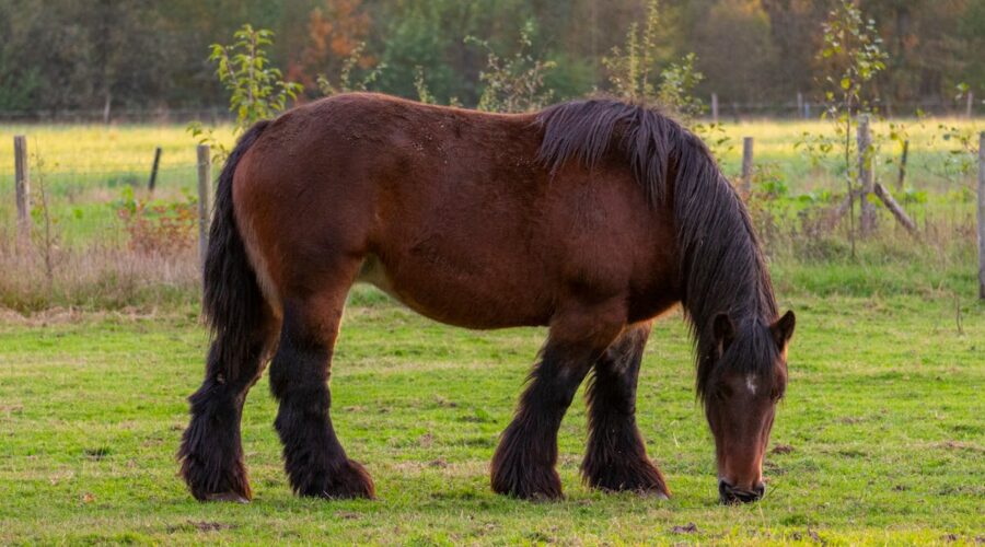 cheval senior