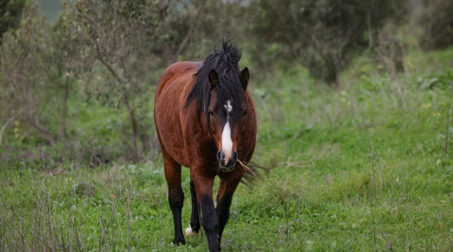 cheval stress