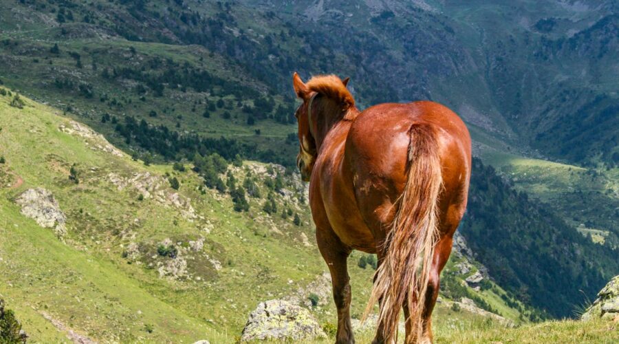 dos de cheval