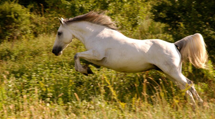 découvrez gallop amplitude, une expérience musicale immersive qui repousse les limites de la créativité et de l'expression. plongez dans un univers sonore captivant où chaque note résonne avec intensité et émotion.