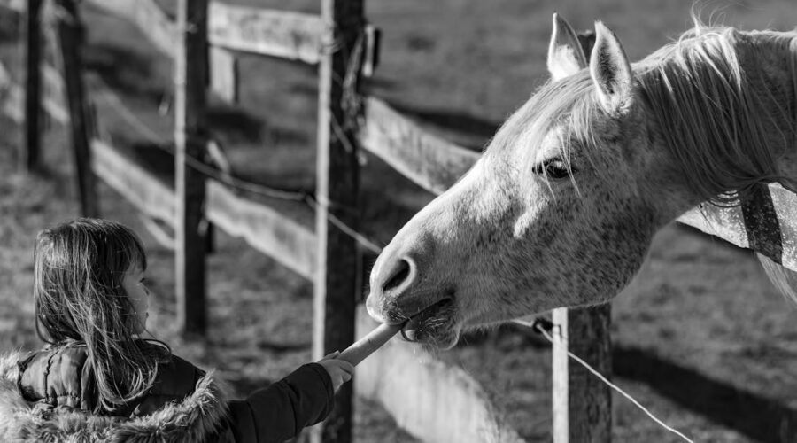 découvrez les meilleures pratiques pour l'alimentation de vos chevaux en hiver. assurez-vous que vos équidés restent en bonne santé et énergétiques pendant la saison froide avec nos conseils sur les rations, les compléments alimentaires et l'hydratation.