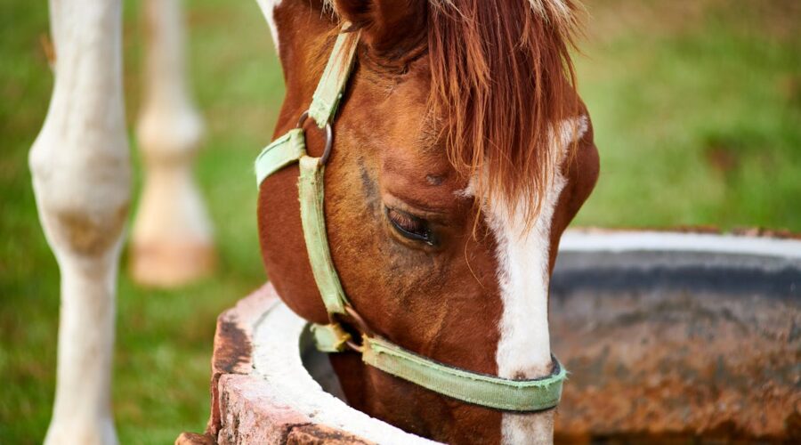 hydratation cheval