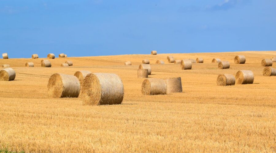 découvrez tout ce qu'il faut savoir sur le foin : ses utilisations, ses bienfaits pour les animaux et les plantes, ainsi que des conseils sur la récolte et le stockage. parfait pour les agriculteurs et les passionnés de jardinage!