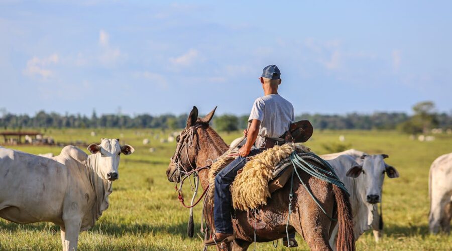 découvrez des conseils pratiques pour la gestion du poids de votre cheval. apprenez comment équilibrer son alimentation et adapter son activité physique pour maintenir sa santé et son bien-être optimal.