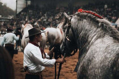 découvrez le monde fascinant du dressage : techniques, conseils, enjeux et bienfaits pour une harmonie parfaite entre le cheval et son cavalier. idéal pour passionnés et débutants.