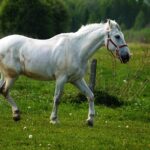 découvrez tout ce qu'il faut savoir sur les fixed reins, des rênes fixes utilisées en équitation pour aider à l'apprentissage et au travail du cheval. conseils, usage et avantages expliqués.