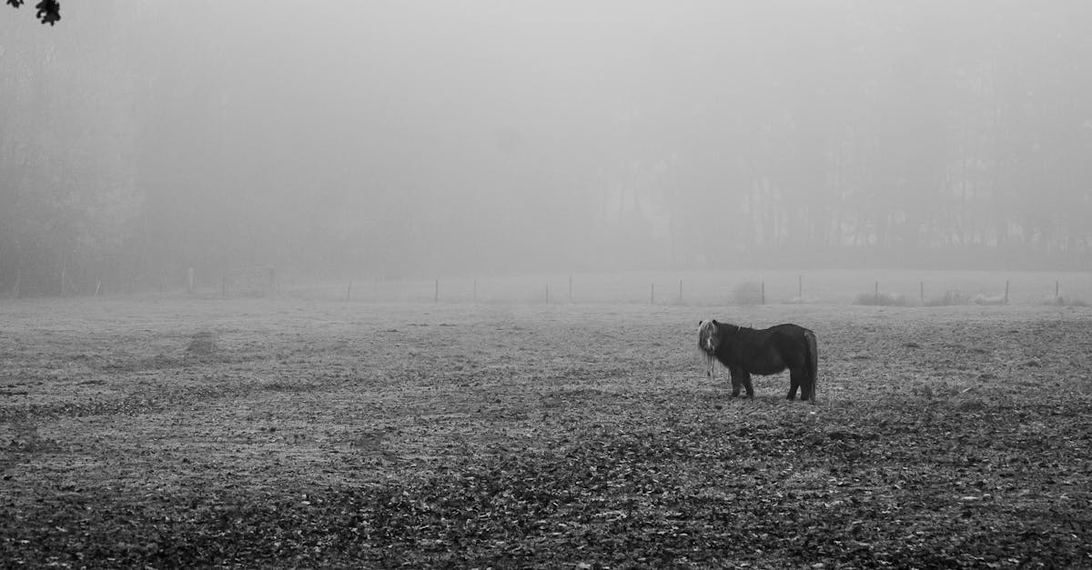 découvrez le cheval dapple gray, un magnifique équidé à la robe gris pommelé, réputé pour sa beauté unique et sa prestance. apprenez-en plus sur ses caractéristiques, son origine et les soins à lui apporter.