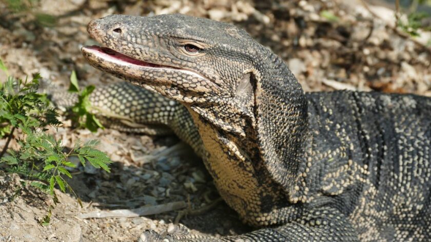 découvrez tout sur la santé digestive, des conseils pour améliorer votre digestion aux solutions naturelles contre les troubles digestifs. optimisez votre bien-être au quotidien.