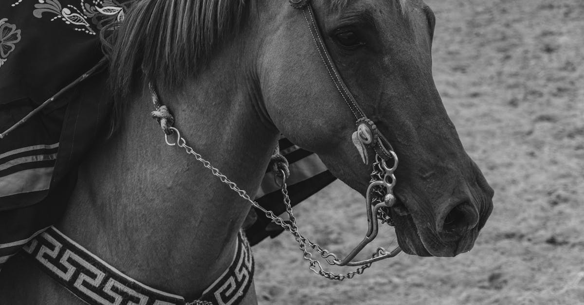 découvrez tout sur l’univers équin : actualités sur les chevaux, soins, alimentation, conseils pour propriétaires et passionnés d’équitation.