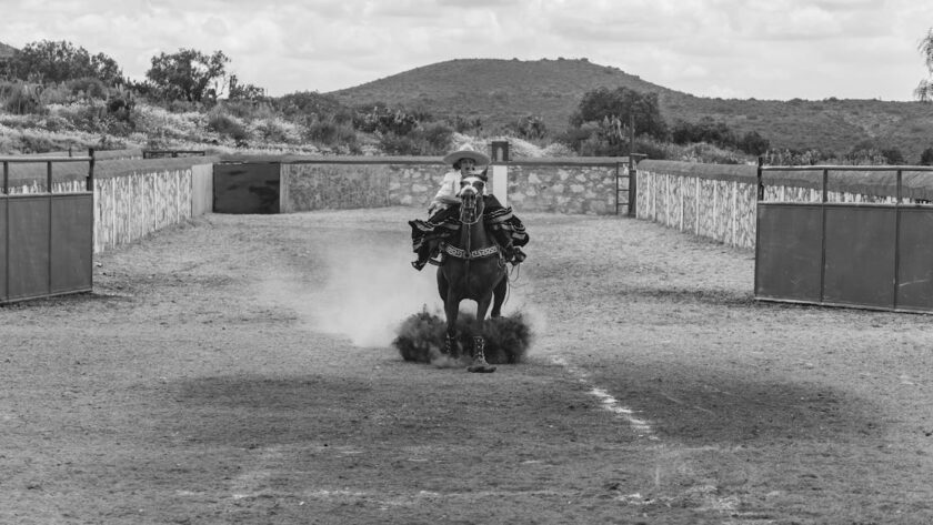découvrez tout ce qu’il faut savoir sur l’équine : conseils d’experts, santé, soins, alimentation et actualités pour passionnés de chevaux et professionnels du secteur équestre.