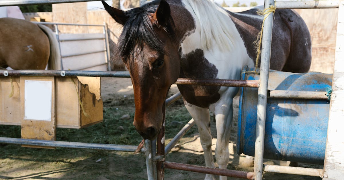 découvrez notre sélection d’aliments pour chevaux : des solutions équilibrées pour répondre à tous les besoins nutritionnels de votre cheval. qualité, santé et performance au rendez-vous.