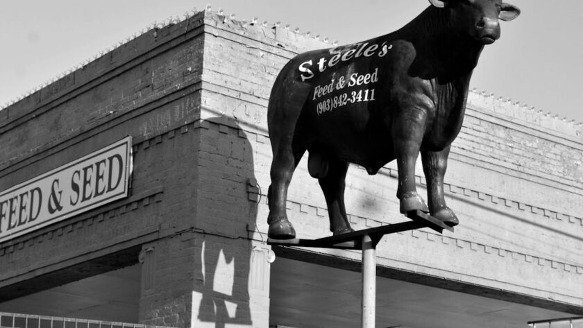 découvrez notre sélection d'aliments pour chevaux, formulés pour répondre à tous les besoins nutritionnels de votre cheval. offrez-lui une alimentation équilibrée et de qualité pour sa santé et ses performances.