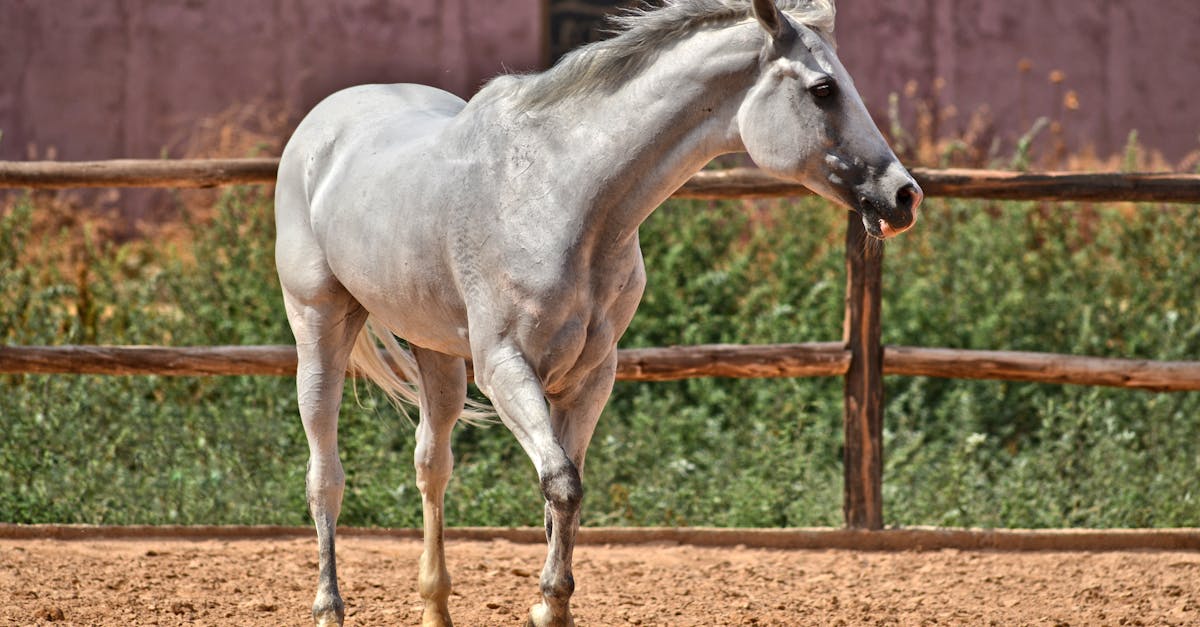 découvrez les troubles musculaires équins : causes, symptômes et traitements pour assurer la santé et la performance optimale de votre cheval.