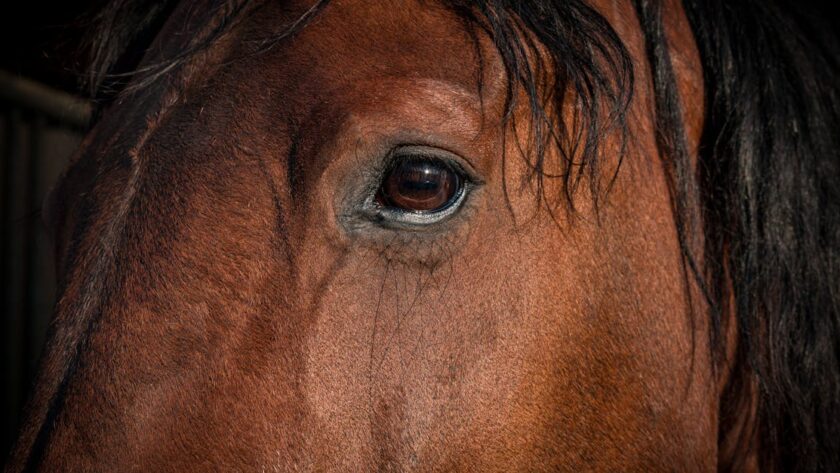 découvrez les troubles musculaires équins : causes, symptômes, diagnostic et traitements pour assurer la santé et la performance optimale de votre cheval.