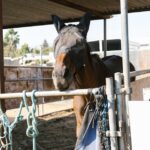 découvrez nos conseils et ressources pour le bien-être équin, assurant une vie saine et heureuse à vos chevaux grâce à des soins adaptés et respectueux.