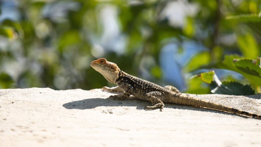 découvrez une liste originale et tendance de noms pour poulains en 2025, idéale pour bien nommer votre jeune cheval dès sa naissance.