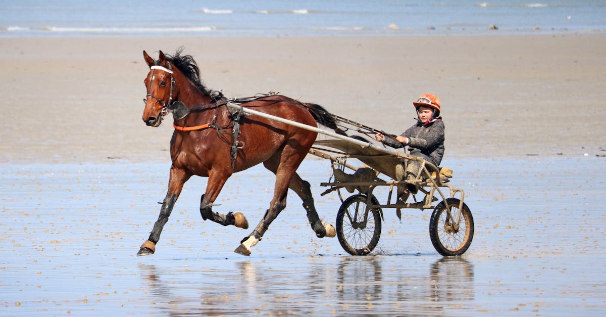 découvrez le monde passionnant des courses d'attelage : règles, stratégies, chevaux et événements incontournables du harness racing.