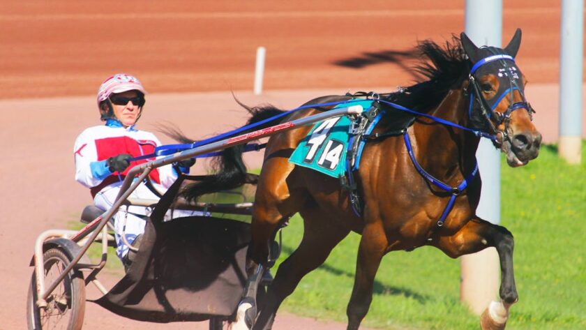 découvrez tout sur le harness racing, la course de trot attelé où les chevaux s'affrontent en vitesse et en endurance. informations, actualités et événements majeurs du monde des courses hippiques.