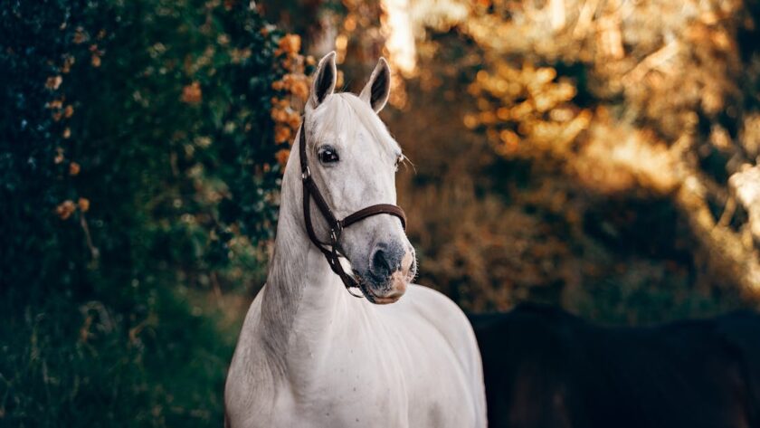découvrez une liste unique de noms pour votre jument, alliant originalité et douceur pour trouver l'appellation parfaite.