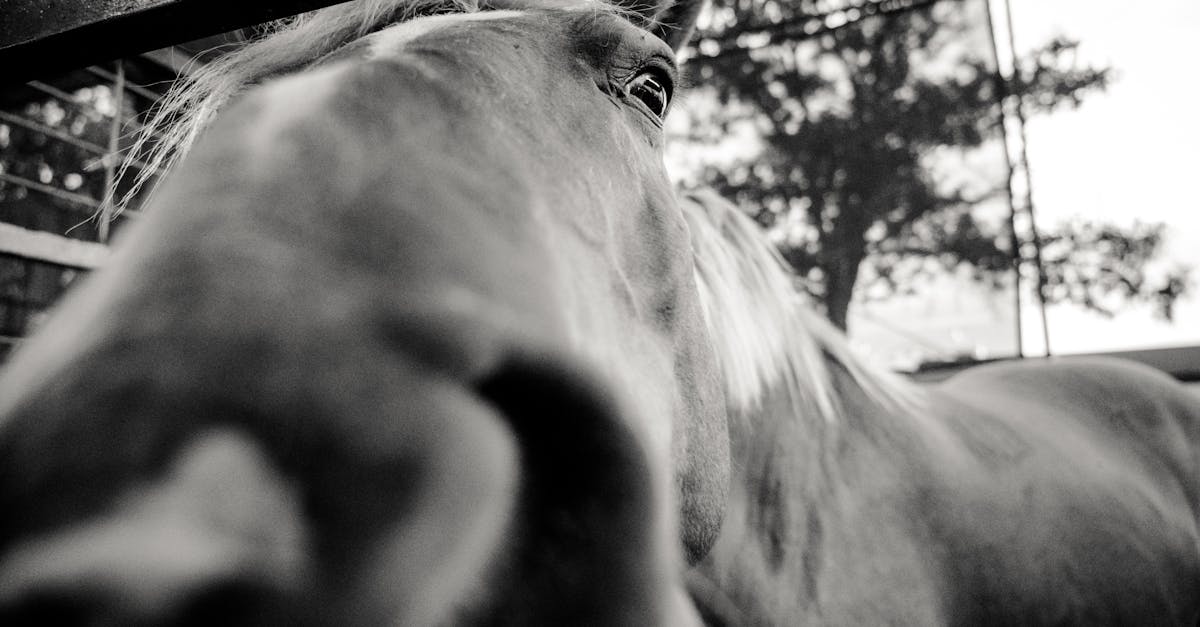 découvrez tout sur le cheval de trait noir, une race puissante et élégante, idéale pour le travail agricole et les loisirs équestres.