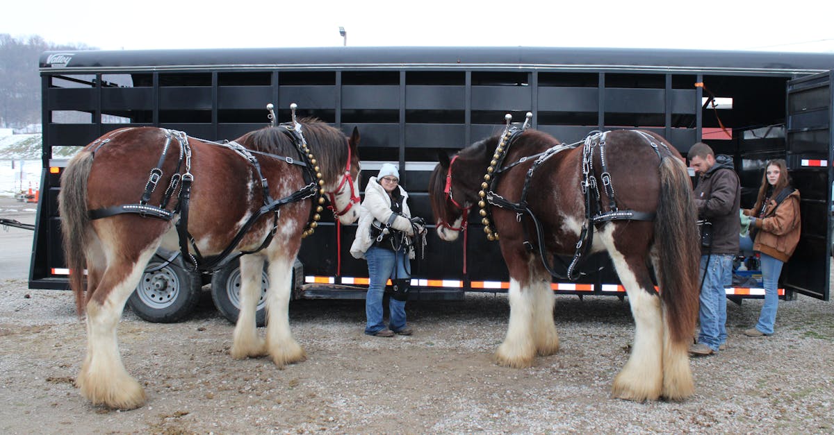 butox pour chevaux : solution efficace contre les parasites externes pour protéger et assurer le bien-être de vos chevaux.