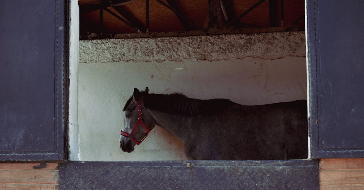 abri mobile pour chevaux : protégez vos chevaux facilement et rapidement avec notre solution d'abri transportable, pratique et résistante.