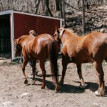 abri mobile pour chevaux offrant une protection pratique et flexible contre les intempéries, idéal pour les pâturages et les déplacements.