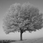 découvrez l'équitation paralympique, un sport équestre adapté qui met en lumière la performance et la détermination des athlètes en situation de handicap aux jeux paralympiques.