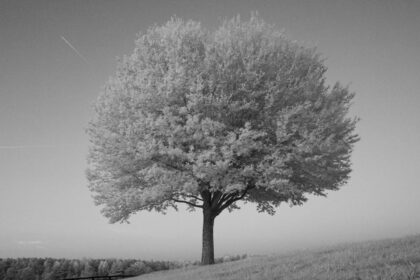 découvrez l'équitation paralympique, un sport équestre adapté qui met en lumière la performance et la détermination des athlètes en situation de handicap aux jeux paralympiques.