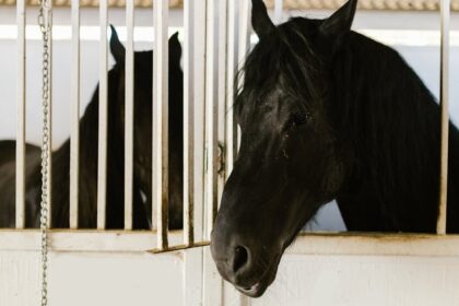 equipalazone horse : équipements et accessoires de qualité pour chevaux, alliant confort et performance pour une équitation optimale.