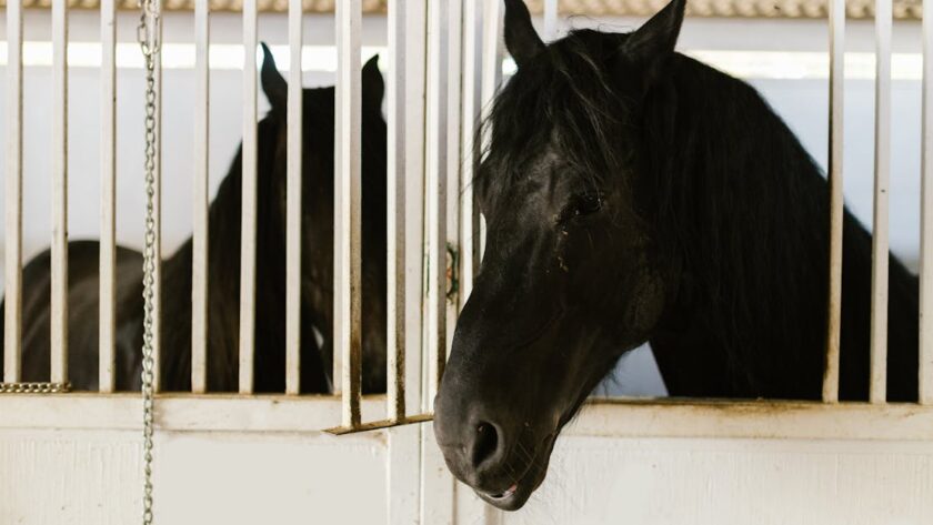 equipalazone horse : équipements et accessoires de qualité pour chevaux, alliant confort et performance pour une équitation optimale.