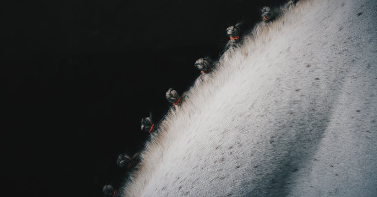 découvrez le cheval mérens, une race pyrenéenne robuste et élégante, connue pour sa polyvalence et son tempérament doux.