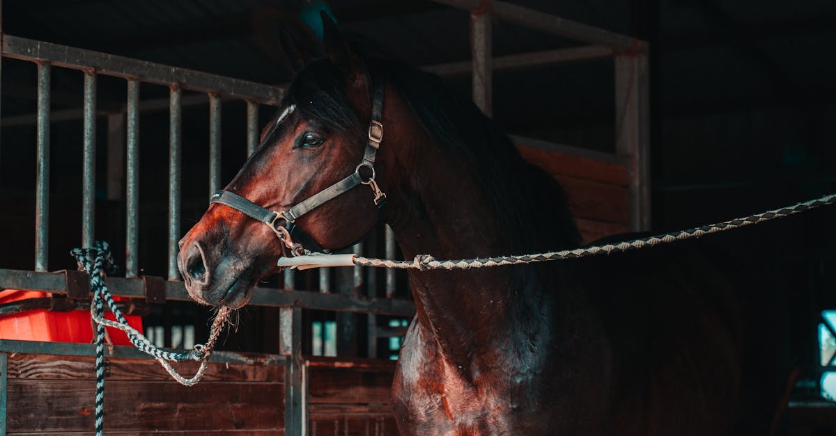 découvrez le mérens, un cheval robuste et élégant originaire des pyrénées, idéal pour l'équitation de loisir et le travail en montagne.