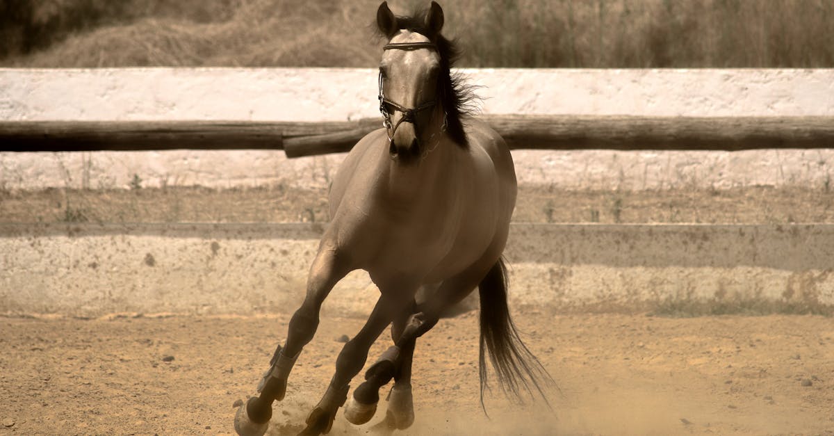 découvrez notre collection de lettres décoratives pour arène d'équitation, parfaites pour personnaliser et embellir votre espace équestre avec style.